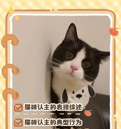 猫咪会认主吗？它们是如何表达对主人的依赖的？