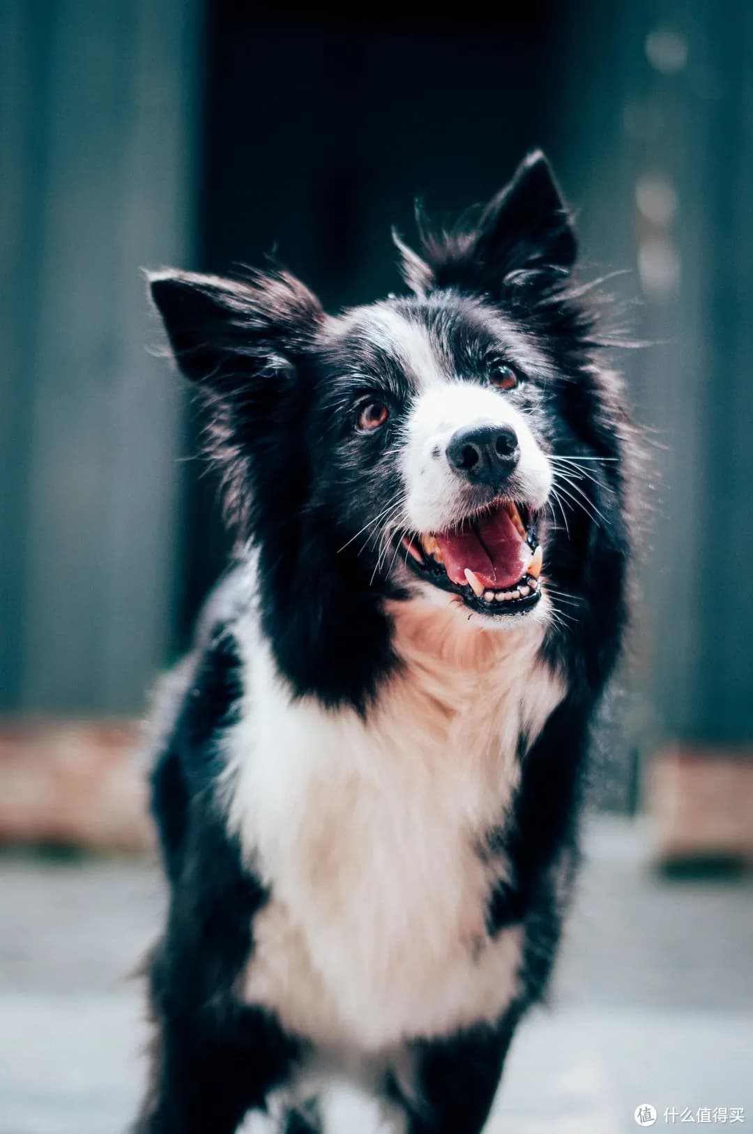 狗狗打完狂犬疫苗后会发生什么？你绝对想不到的反应！