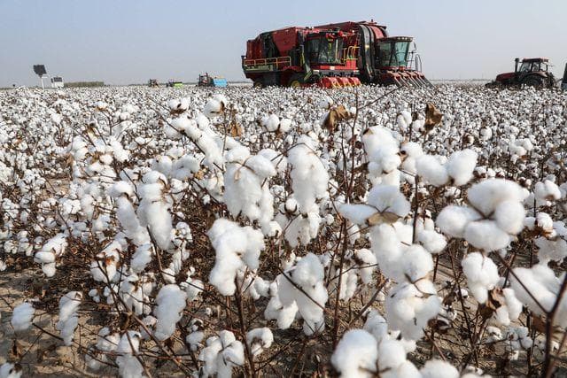 中国棉纺产业版图：主要种植地与棉纺产业分布