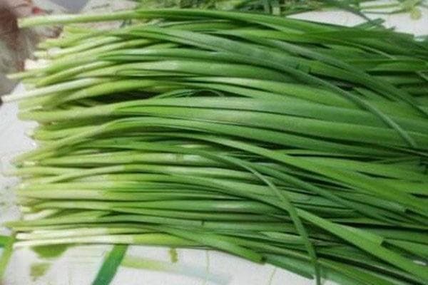 什么时候种韭菜最适合？附韭菜种植与养护完全指南