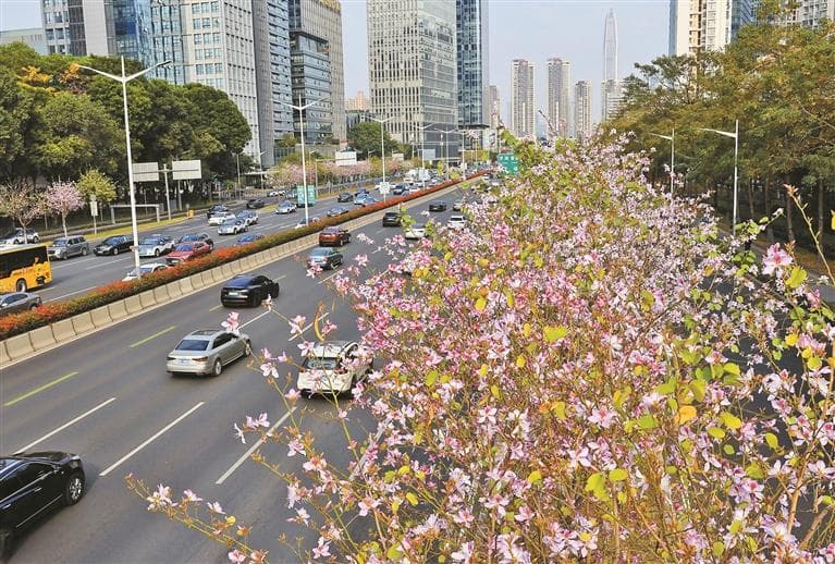 深圳街头紫花风铃木、月季花、宫粉紫荆、木棉花等竞相绽放 与花花世界撞个满怀