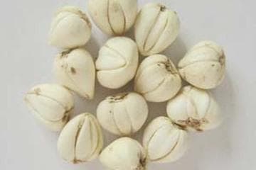 川贝母的功效与作用详解