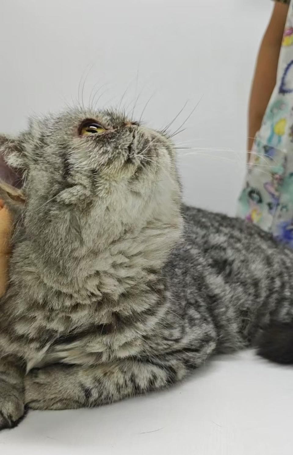患病加菲猫被弃未开门医院外，流浪小梨花被宠成“掌中宝”