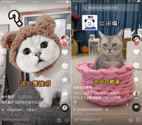 从萌宠到动物盲盒，如何看城市中人与宠物的关系