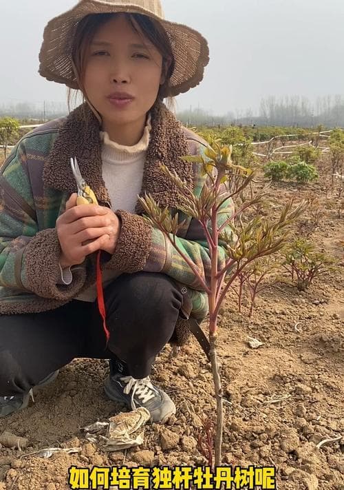牡丹花的培育方法是什么？需要哪些条件？