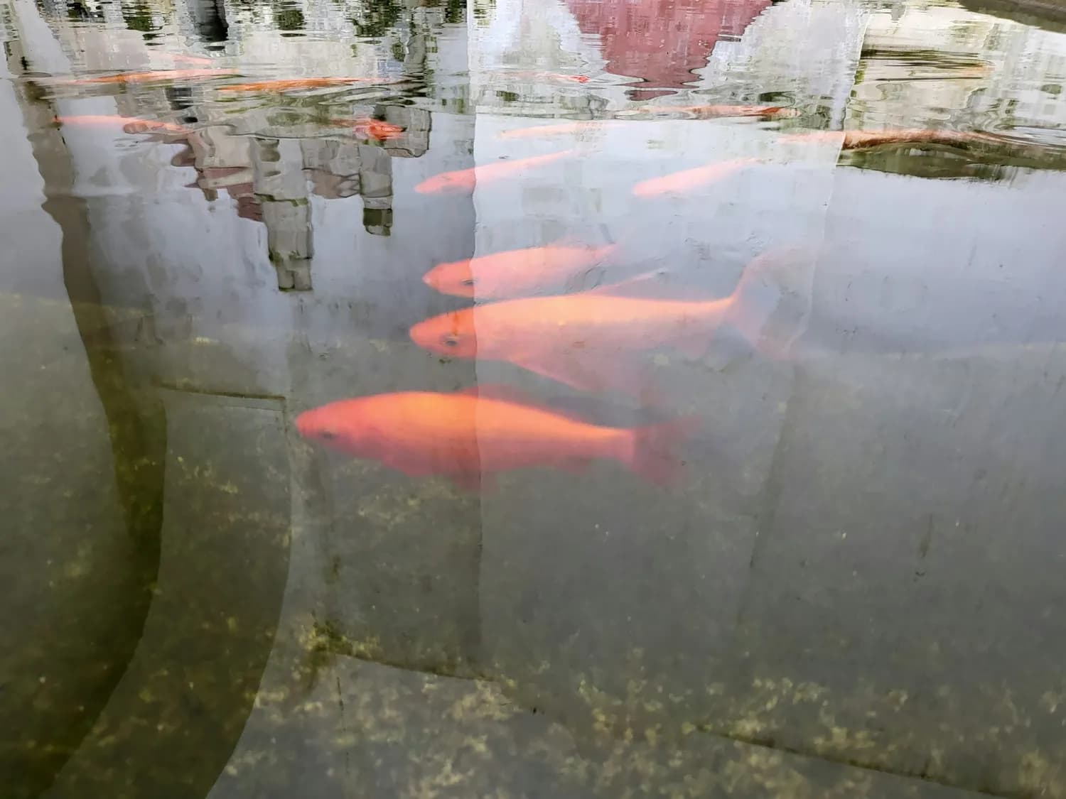 江南养鱼人教你科学控藻