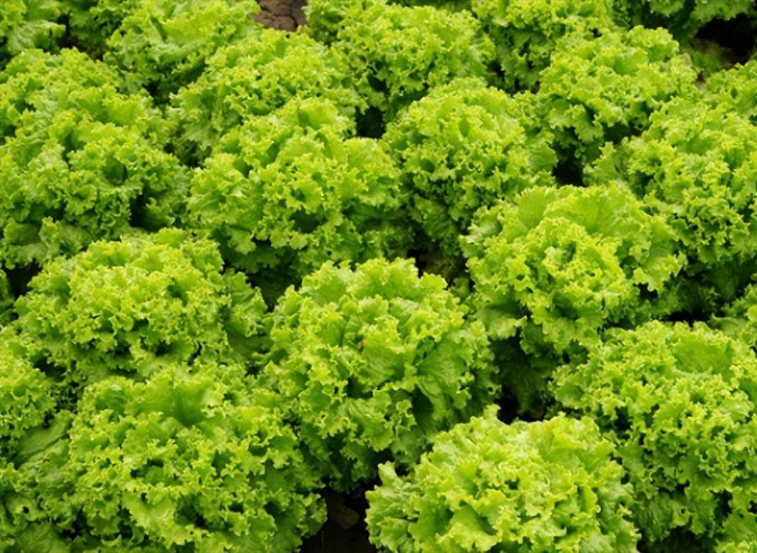 生菜的施肥方法和注意事项