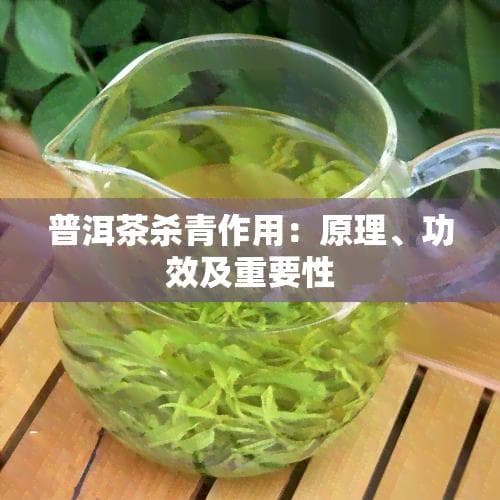 普洱茶杀青工艺详解：原理、功效及重要性