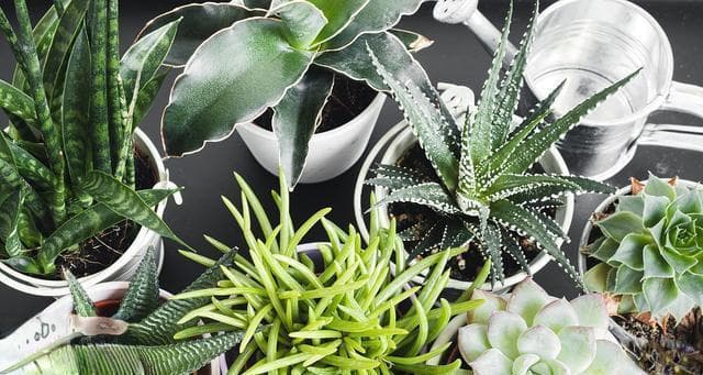 家庭植物虫害防治全攻略：7种实用方法详解