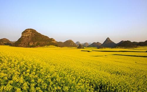罗平县油菜花海：云南曲靖的金色盛宴