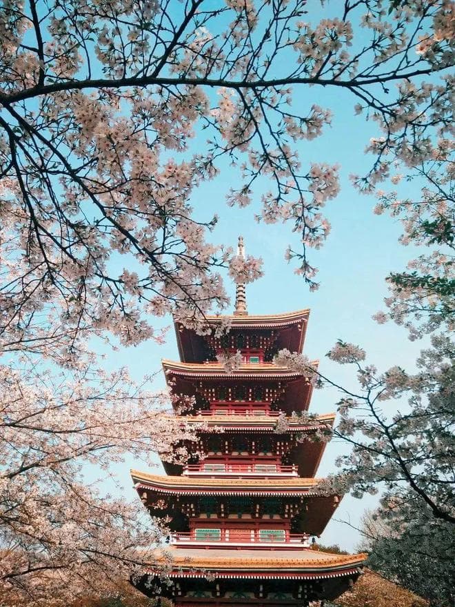 2025年赏花时间表出炉！你最想赴哪一场花事？