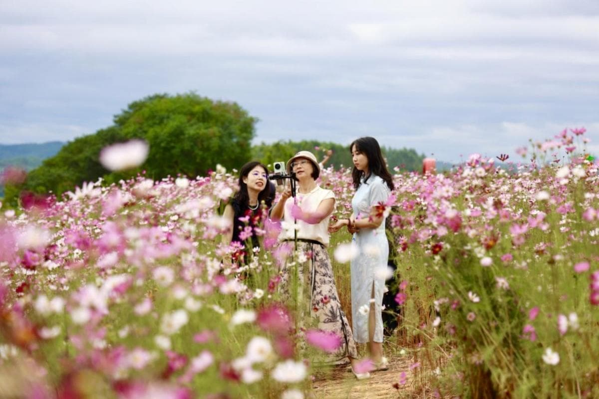 “网红”观景台看美景、格桑花海秋游！柳州这些打卡地，国庆假期人气高