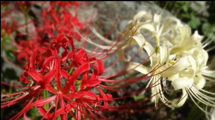 曼陀罗华：解读神秘花卉的多重花语