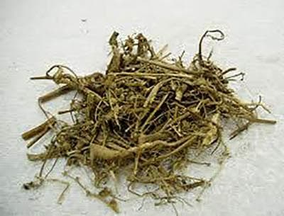 苍耳：从基础信息到临床应用的全面解析