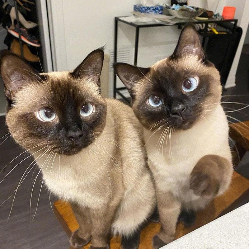 这些可可爱爱的猫咪品种，你知道多少？