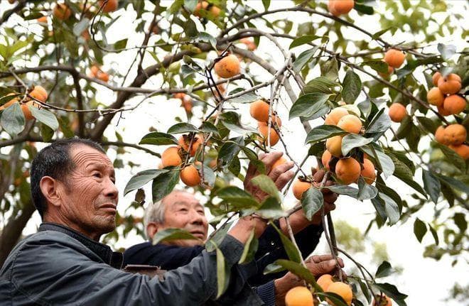 柿子树的嫁接方法和时间