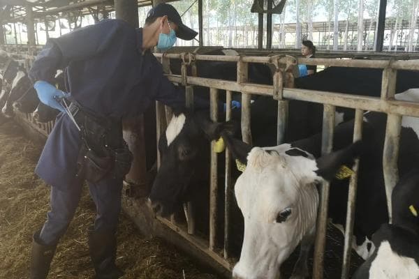 从防疫到产奶：奶牛养殖关键环节详解
