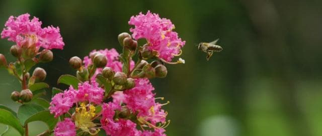揭秘南京市花（南京市花种类、特色、文化和故事）