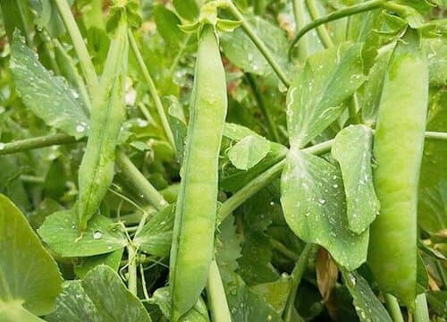 豌豆可以水培吗？水培好还是土培好？