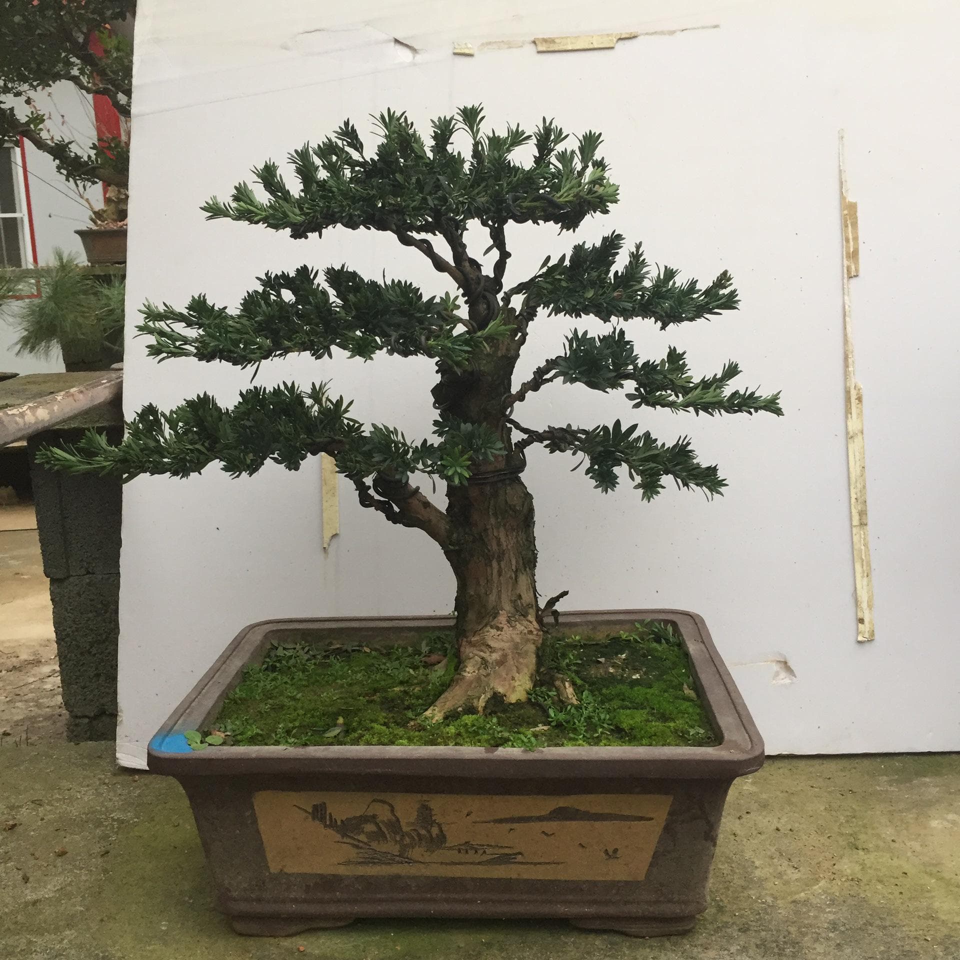 室内盆景树种大全