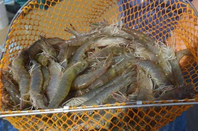 对虾偷死的原因以及解决方法