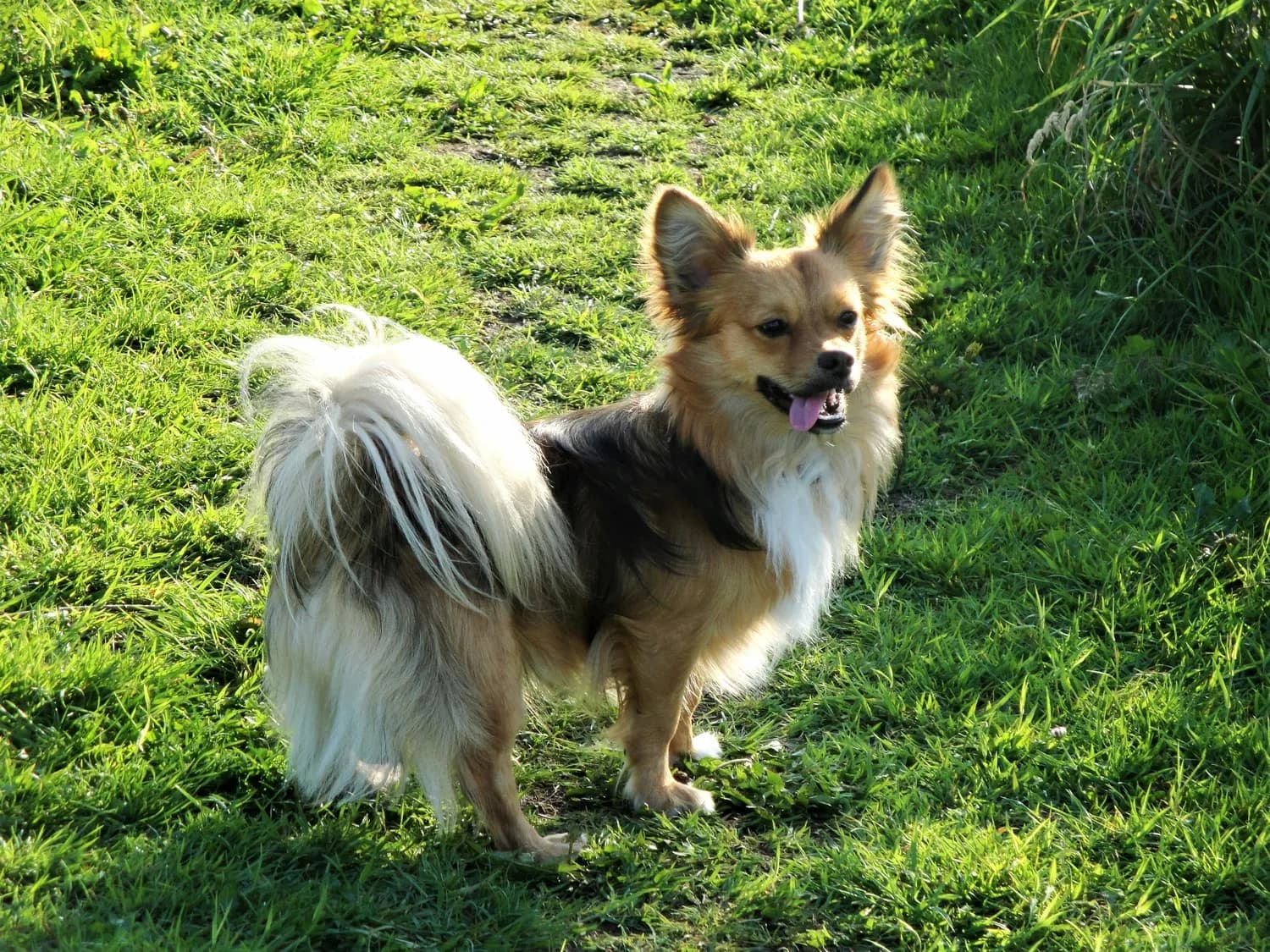蝴蝶犬：最适合家庭的小萌宠