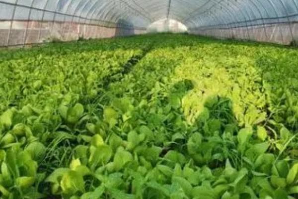 夏季露天种植指南：这些蔬菜生长迅速，让你轻松收获满满