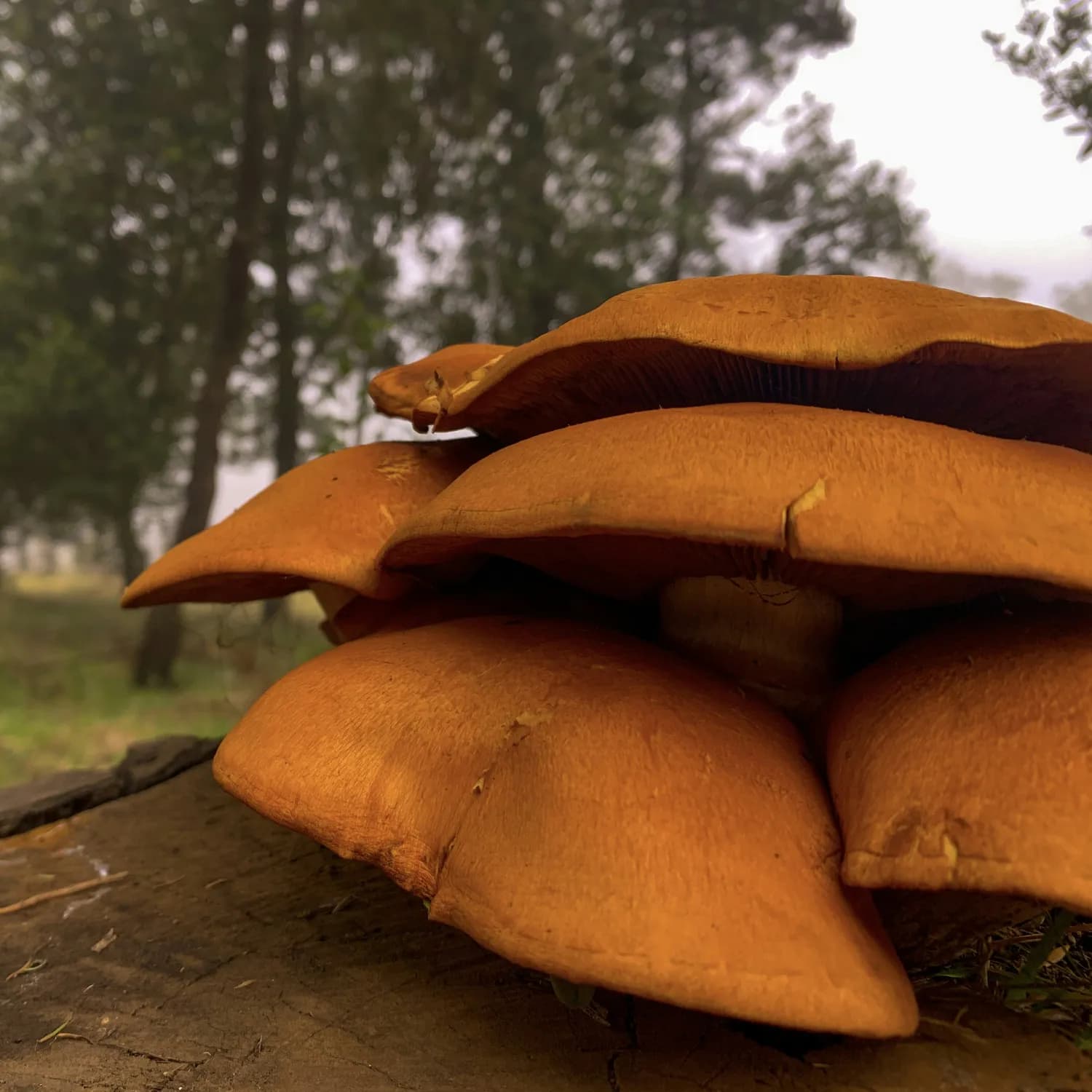 生物防治+基因研究：专家破解乌枞菌病虫害难题