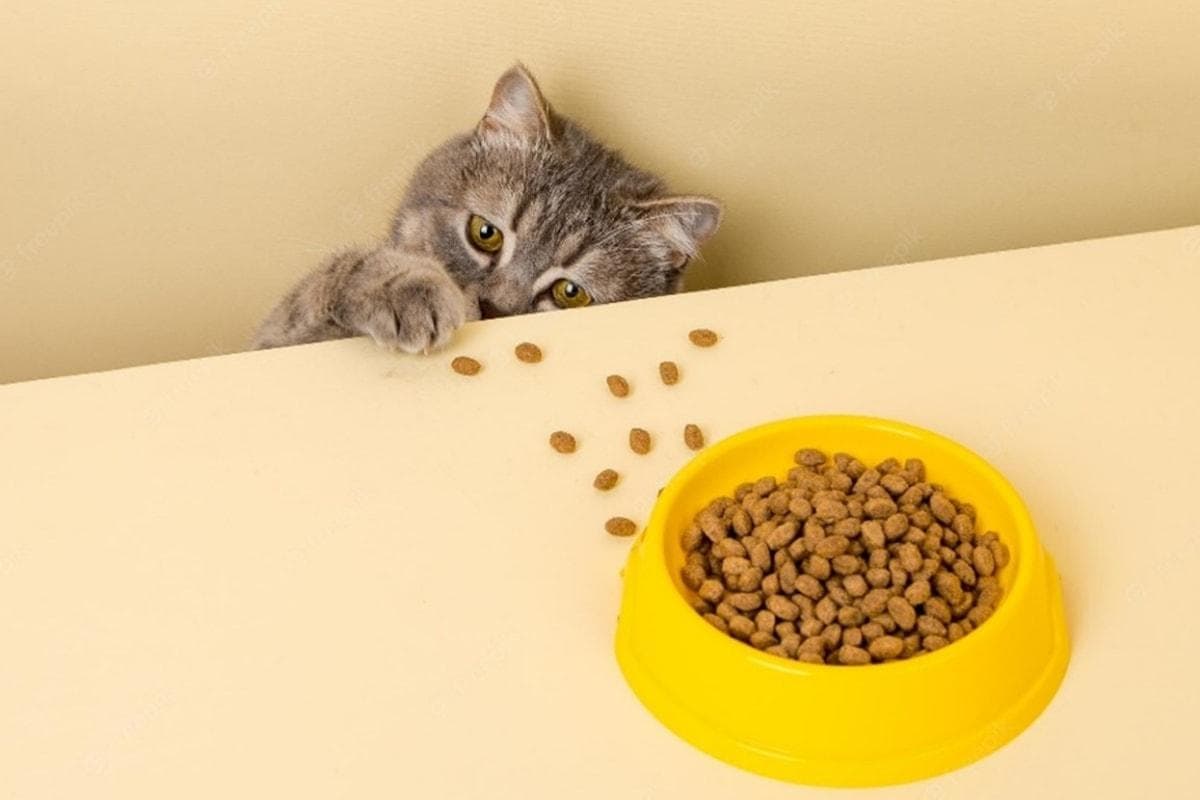 哪些食物猫猫绝对不能吃