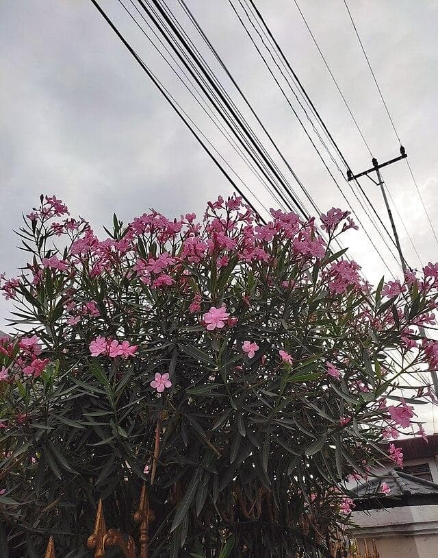 夹竹桃：一种兼具观赏与实用价值的有毒植物