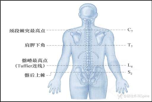 椎管内麻醉：解剖、生理