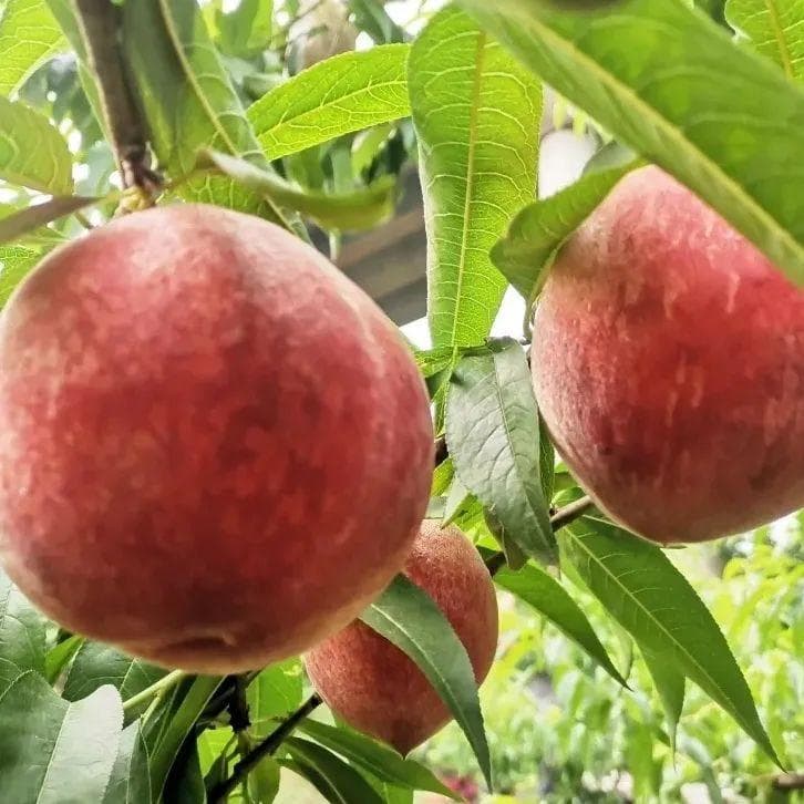 龙泉驿：桃专家把种植技术送到田间地头