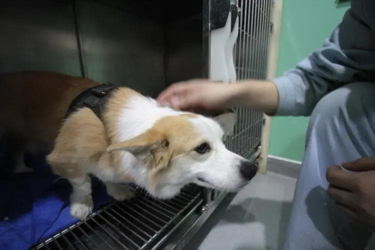 宠物寄养乱象频出，需尽快建立行业标准