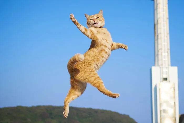 猫界舞林争霸！这些“魔鬼步伐”背后，藏着连人类都嫉妒的生存智慧