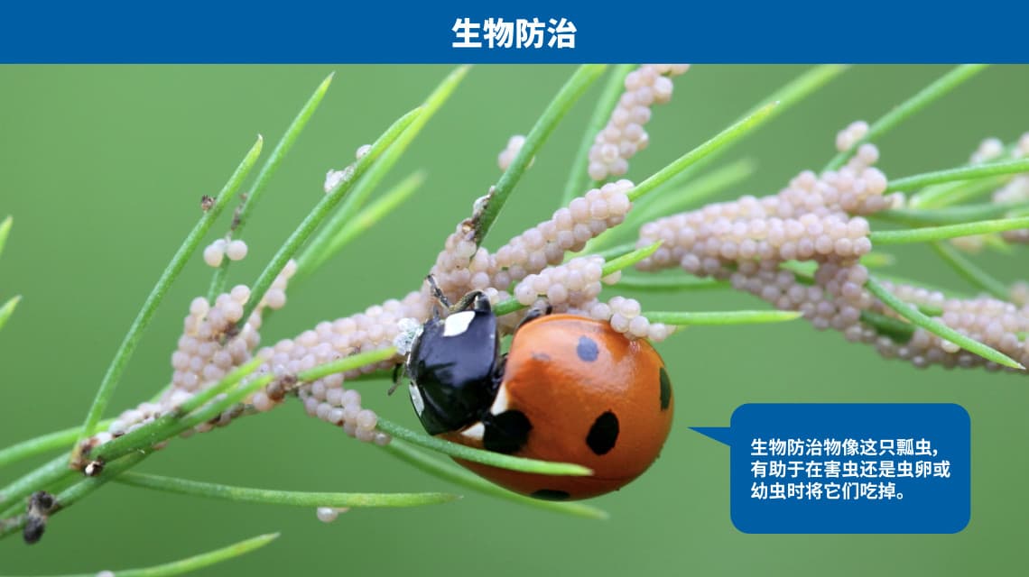 如何利用辐射防治害虫