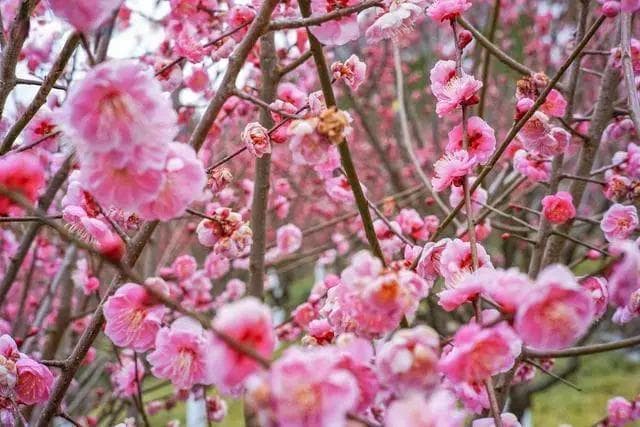 西安3月份周边赏花攻略，好玩的地方这么多，你最想去哪一个？