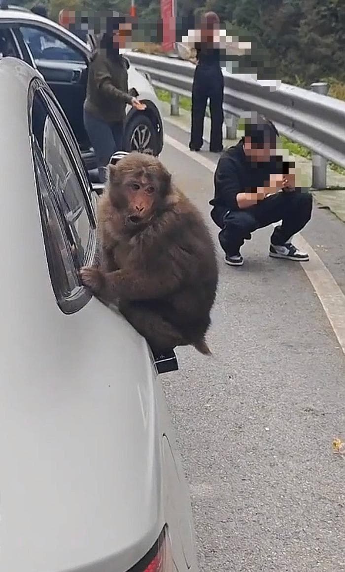 “人兽冲突”如何化解？投喂野生动物是爱还是害？专家：邻居间更要有“边界感”