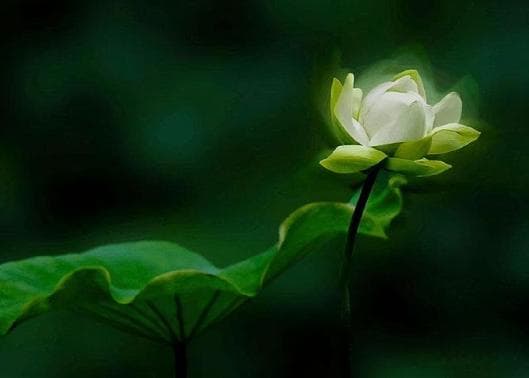 先天十大灵根：中国神话传说中的神秘植物