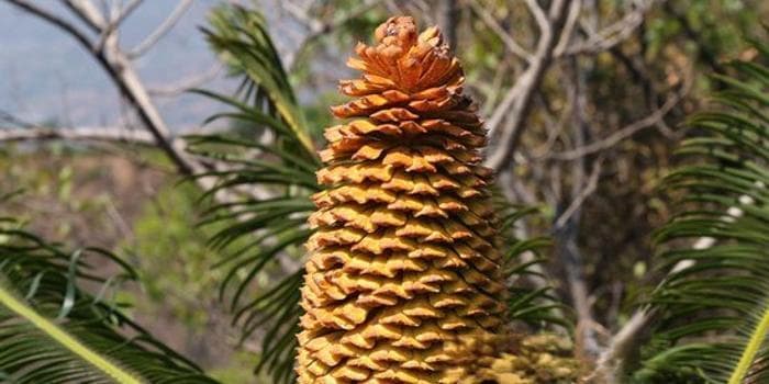 “植物活化石”攀枝花苏铁增至38万株，保护区建成全国首个三维模型