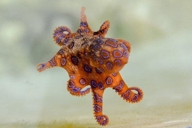 蓝环章鱼：世界上最毒的海洋生物之一