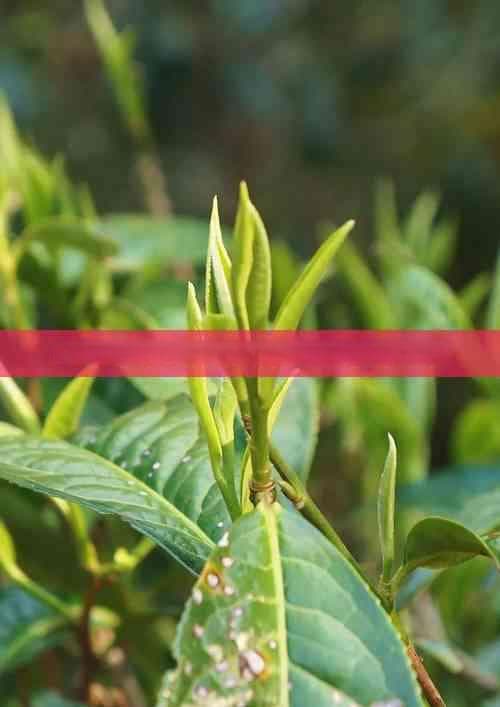 养生壶煮陈皮普洱茶：步骤、功效与注意事项全解析