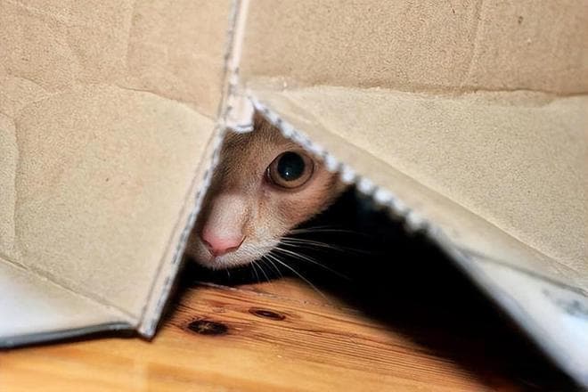 猫咪为什么不喜欢人多的场合？怎么应对