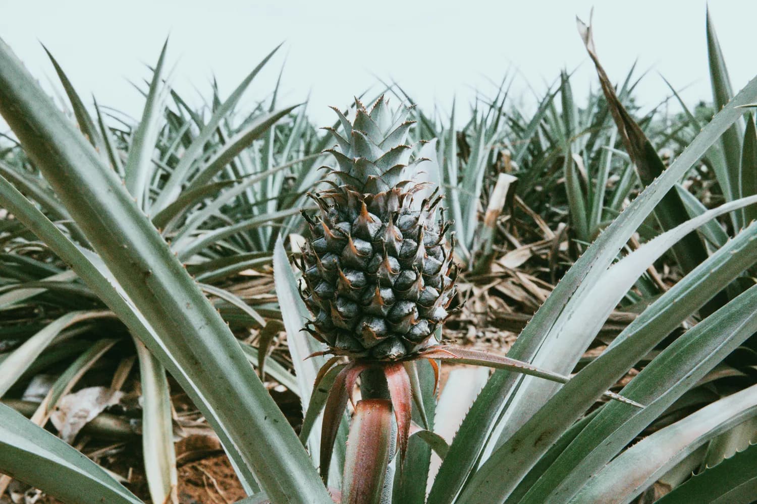 揭秘神奇植物：蓖麻油的万能应用