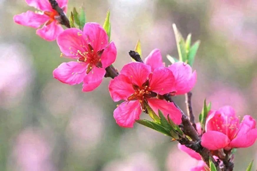 三月春光好，桃花朵朵开，欣赏十二个桃花诗歌名句