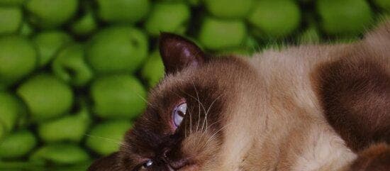 宠物猫咪的视力问题（如何关注和预防猫咪的视力问题）