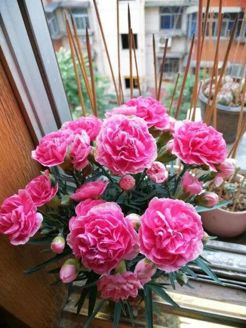 康乃馨的养护知识：从醒花到修剪的全方位指南