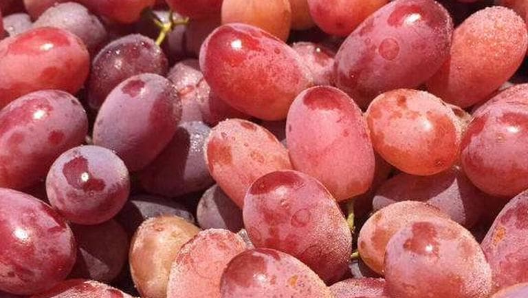 无籽红提的功效与作用、禁忌和食用方法