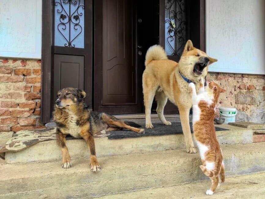 猫咪为什么会保护自家主人？揭秘猫星人的忠诚之心