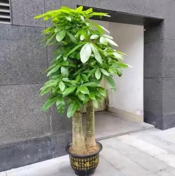 发财树摆放的旺财方位