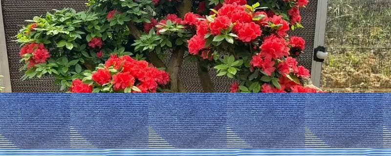 映山红的花期与栽种养护全攻略